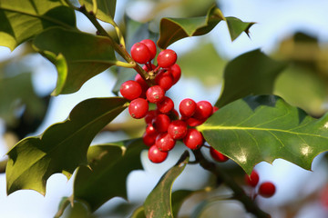 houx commun, ilex aquifolium