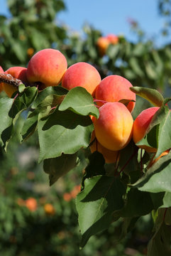 fruits abricots murs sur l'arbre fruitier