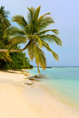 Bending palm tree on tropical beach