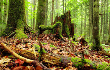 mystery woods