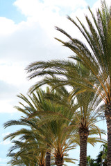 Fototapeta na wymiar Palm trees and a blue clouded sky