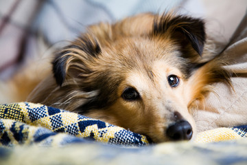 Sheltie