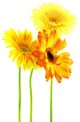 Naklejka premium gerberas jaune orange fond blanc