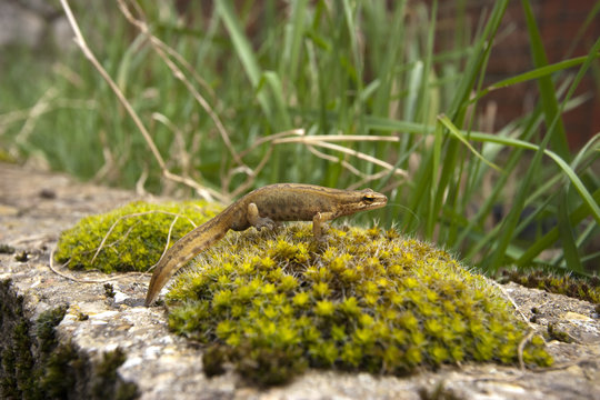 Triton ponctu&eacute; (triturus vulgaris)