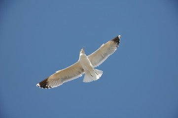 Seagull against the blue sky