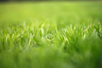 Fototapeta premium Green grass
