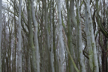 Obraz premium Geisterwald, Nienhagen, Mecklenburg-Vorpommern, Deutschland