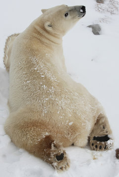 ours polaire