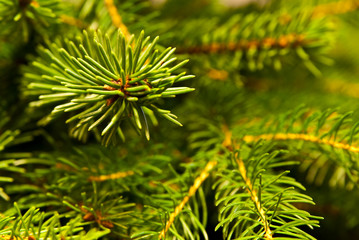 Christmas tree background