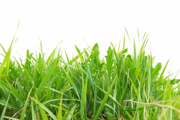 Green grass isolated