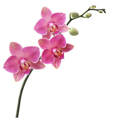 Branche Orchidée