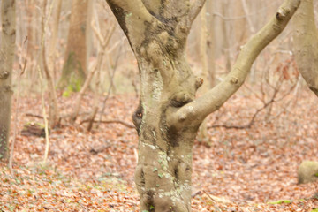Geisterwald, Nienhagen, Mecklenburg-Vorpommern, Deutschland