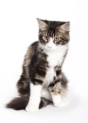 Cat, Young Maine Coon