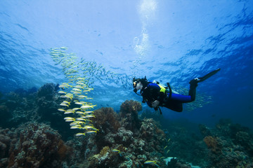 Diver and Goatfish