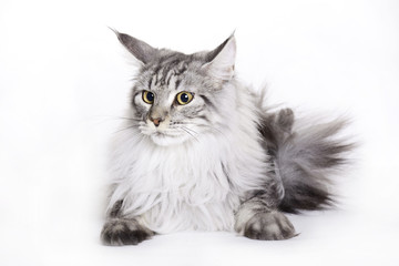 White-Silver Maine Coon cat on white background
