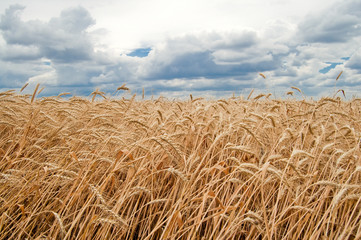 Fototapeta na wymiar field of wheat on sky with cloud background