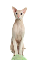 Peterbald hairless cat on the green sofa
