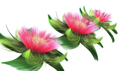 fiori