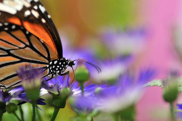 蝶の楽園