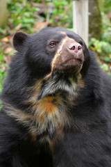 ours à lunettes,tremarctos ornatus