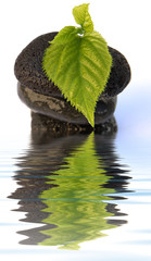 décor zen végétal minéral fond blanc