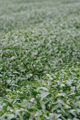 刈り込まれたお茶畑