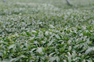 刈り込まれたお茶畑