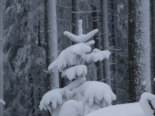 ośnieżony świeczek © GKor