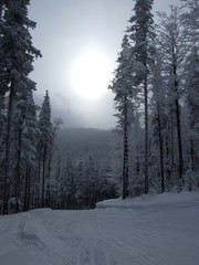 nartostrada w lesie 2 © GKor