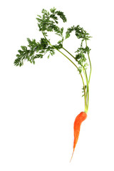 Carrot on white