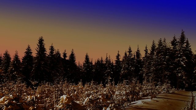 Mond &uuml;ber dem Wald