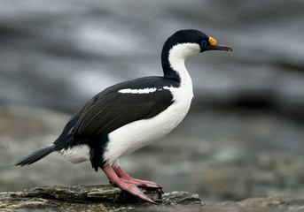 South Georgian Shag