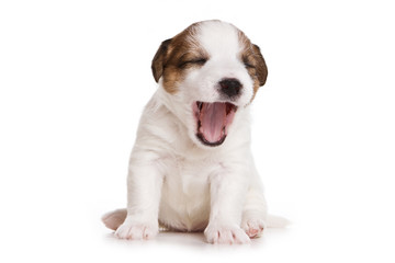 Jack Russell terrier puppy on white
