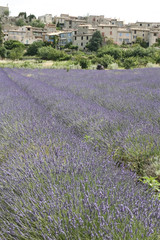 Fototapeta na wymiar lavender fields provence france