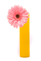 Pink gerber flower in yellow vase on white background
