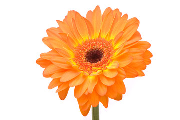 Orange gerbera flower on white background