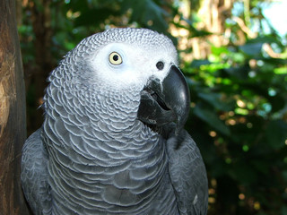 Awesome tropical birds in the Carribean
