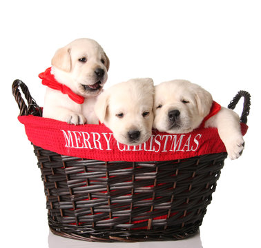 Three Christmas Puppies