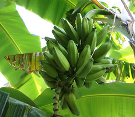 Platanos