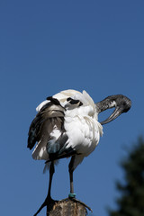Ibis