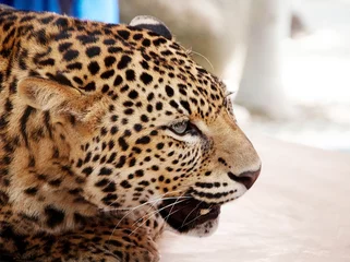 Gardinen Große Katze. Wilder afrikanischer Leopard © Sergii Ryzhkov