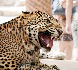 Deurstickers Big cat. Wild African Leopard © Sergii Ryzhkov