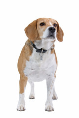 beagle dog isolated on a white background