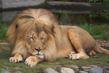 Sleeping Lion