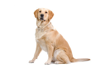 golden retriever isolated on white background