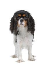 Cavalier King Charles Spaniel in front of a white background
