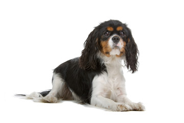 Cavalier King Charles Spaniel in front of a white background