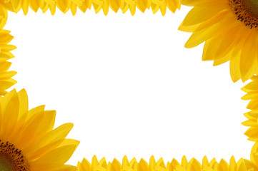 cornice di girasole 0 © oraziopuccio