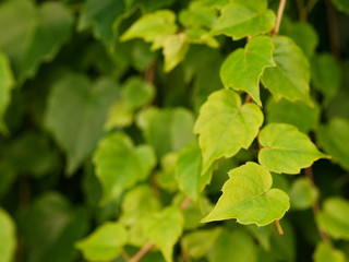 Fototapeta na wymiar Green ivy