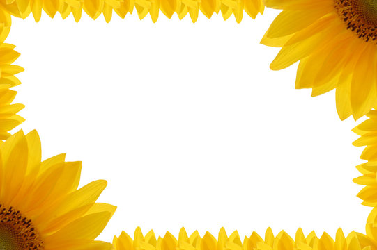 cornice di girasole 0